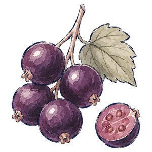 Cassis