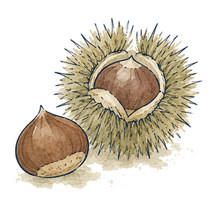 Chestnut