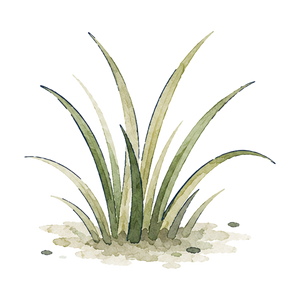 Grass