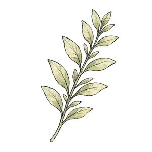 Herbal