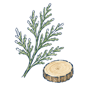 Hinoki