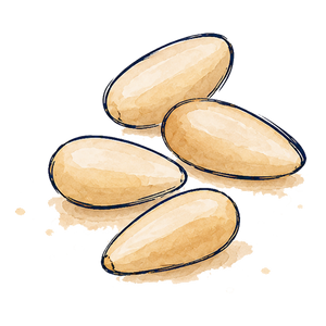 Pine Nut