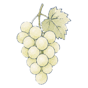 White Grape